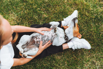 a little baby girl scratches the belly of her Jack Russell Terrier dog. A happy dog is lying on the...