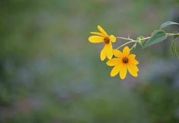 Yellow flower on green background