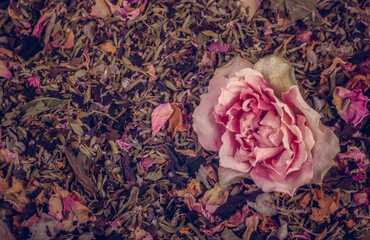 Natural background of green tea with rose petals and herbs
