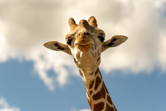 Giraffe Head Against A Cloudy Sky