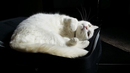 shooting de chats domestiques