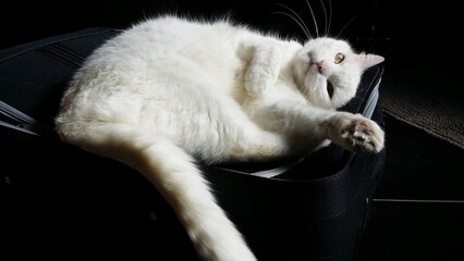 shooting de chats domestiques