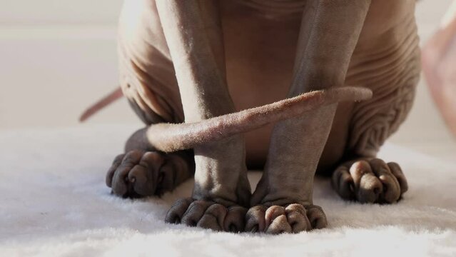 Angry, not happy young Sphynx sphinx cat sitting and nervously moving thrashing tail after fight with another feline which is walking away, close up of paws.