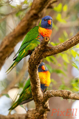 Lorikeet