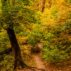 Morning autumn forest with yellow leaves. Autumn landscape
