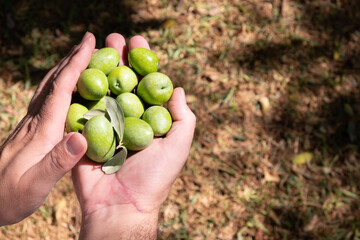 green olives in hands. Hands holding handful of olives.  Ecological and organic Spanish olive harvest