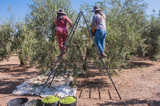 Farmer couple on a ladder working hard to harvest and collect olives from the olive tree in Seville, Spain. - Powered by Adobe