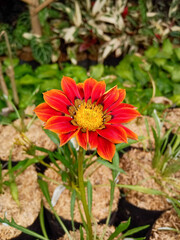 yellow flower, orange Dahlia flower
