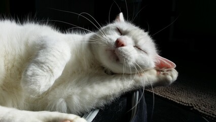 shooting de chats domestiques