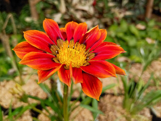 orange dahlia flower