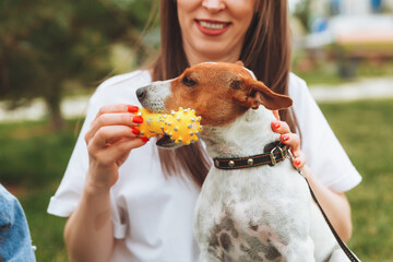 a woman plays with her dog jack Russell terrier in the park.A toy in the owner's hand, Friendship with a pet, care, training and entertainment