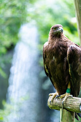 多摩動物公園のイヌワシ