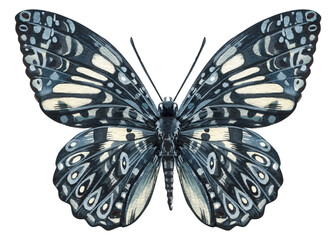 Tropical butterfly isolated on a white background. Watercolor Illustration, vintage style. 