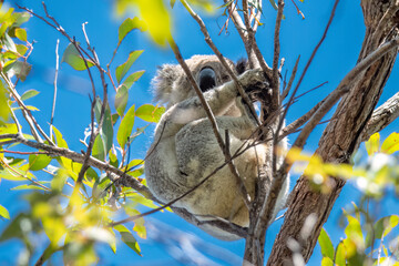 Koalas © Paul