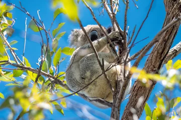Fototapeten Koalas © Paul