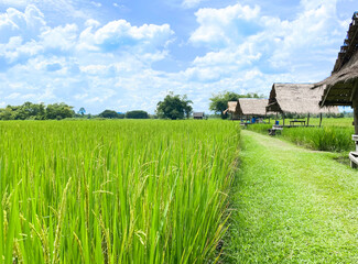 Fototapeta na wymiar Rice field and bamboo hut with blue sky landscape in countryside of Thailand