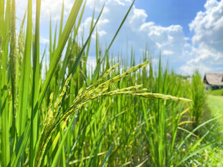 Rice field and sky