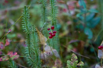 Small red berries in the forrest, selective focus