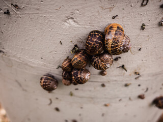 snails on the wall