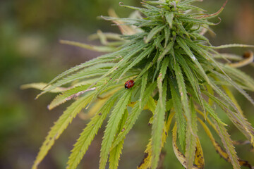 Lady bug sitting on the hemp, legal industrial hemp field, cannabis plantation. Selective focus