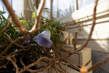 Nesocodon mauritianus flower on greenhouse. 