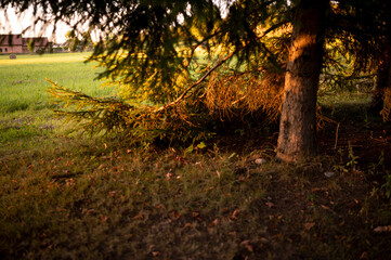Golden autumn at sunset - trees of orange color