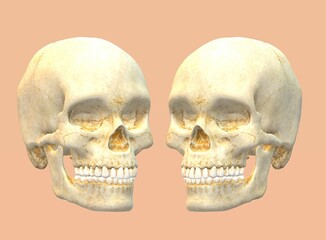 human skull, skeleton, bone, halloween