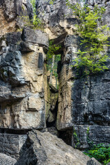 A fir tree growing on rocks 