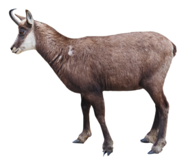 Chamois of the Alps (Rupicapra rupicapra), PNG, isolated on transparent  background