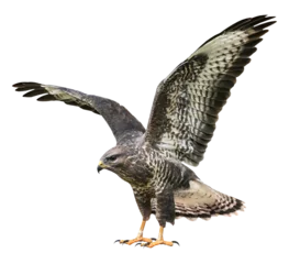  A common buzzard (Buteo buteo), PNG, isolated on transparent background © Robin