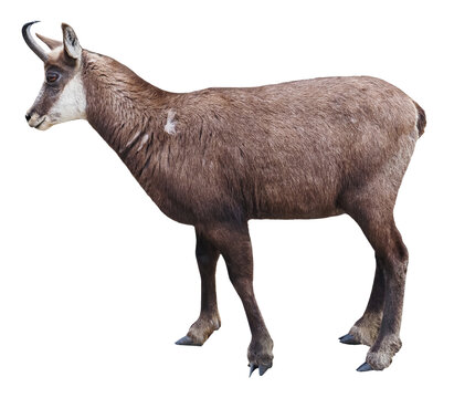 Chamois of the Alps (Rupicapra rupicapra), PNG, isolated on transparent  background