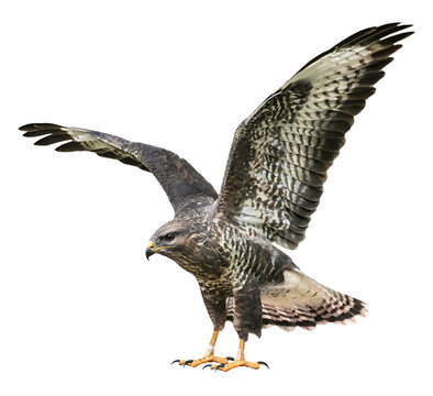 A common buzzard (Buteo buteo), PNG, isolated on transparent background