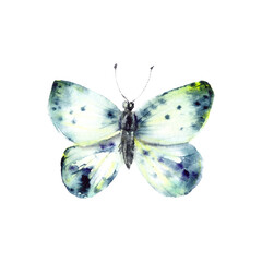 Hand drawn watercolor butterfly.