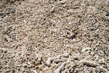 dead coral, bleached coral washed up. coral beach in queensland australia