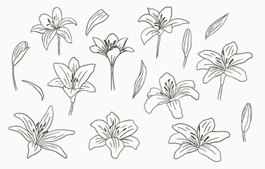 Black line flower collection with lily on white background