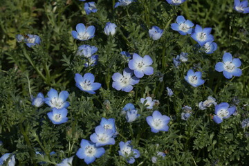 Many blue Nemophila flowers bloomed in the summer garden