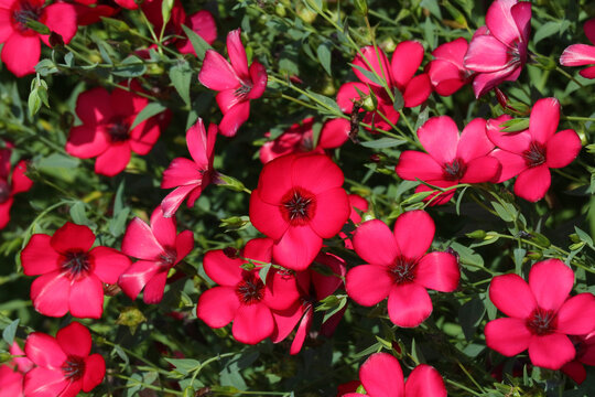 Linum grandiflorum red flowerson the flower bed in the summer garden.