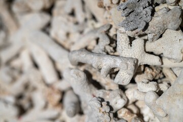 dead coral, bleached coral washed up. coral beach in queensland australia