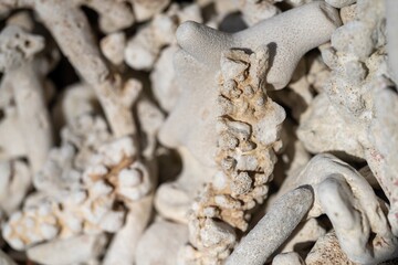 dead coral, bleached coral washed up. coral beach in queensland australia