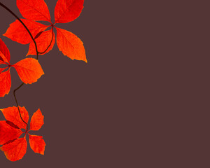 Glowing in the sun autumn red leaves isolated on dark background with copy space for Halloween.	