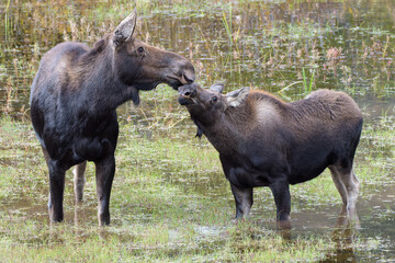 Naklejka na ściany i meble Moose in the Colorado Rocky Mountains. Cow and Calf feeding in a pond.