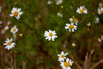 White camomiles with a blurred field on the background, selective focus