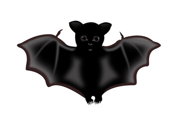 A bat isolated on a white background.