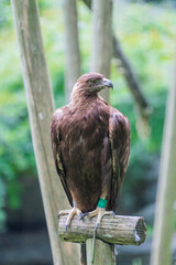 多摩動物公園のイヌワシ