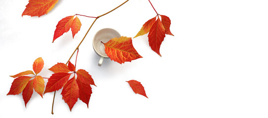 Fall red leaves with white coffee cup isolated on white background. Top view for seasonal concept.
