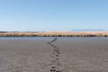 Landscape of delta of river Evros, Greece