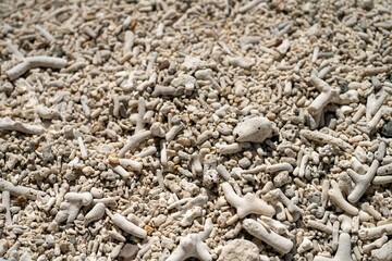dead bleached coral, washing up on a white coral beach, in the great barrier reef, in Queensland Australia, after a cyclone 
