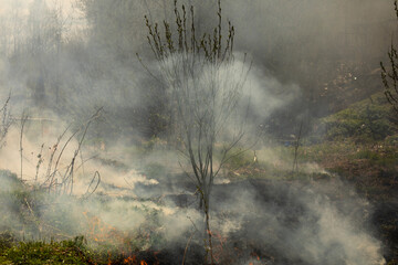 Fire in forest. Smoke and fire in nature. Burning garbage.