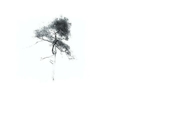 Card, stationery, letter decoration - white background and on it a tree painting form delicate black and white