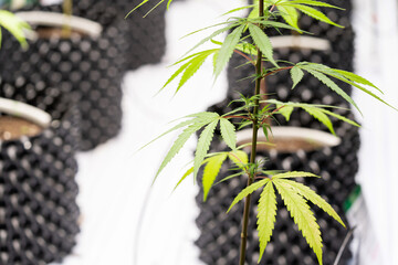 A few yellow leaves of Cannabis Plants in planting dome which indicate lacking of nutrients in the...